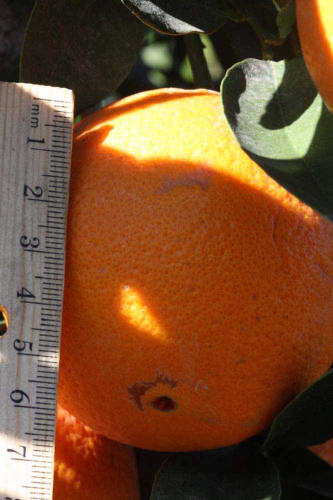            Fruit (Riverside, CA)   